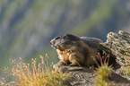 alpine marmot