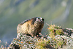 alpine marmot