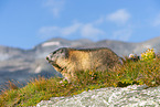 alpine marmot