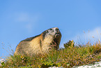 alpine marmot