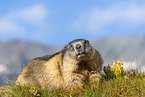 alpine marmot