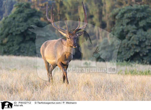 Altai-Maral / Altai elk / PW-02712