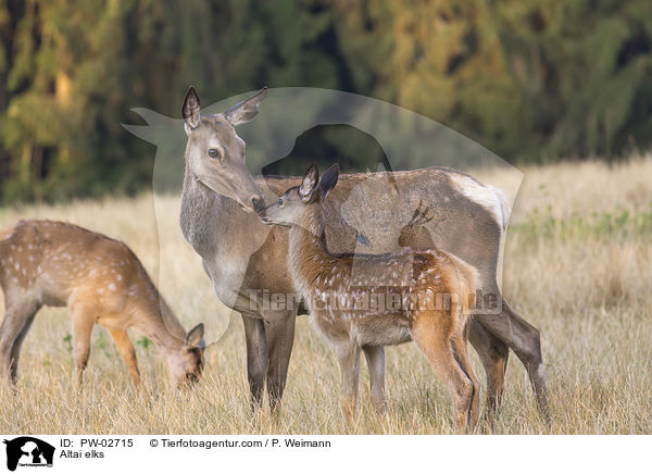 Altai-Marale / Altai elks / PW-02715