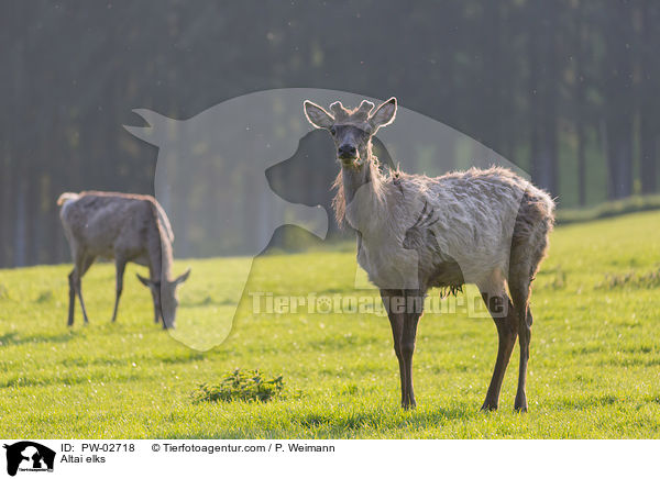 Altai elks / PW-02718