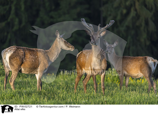 Altai-Marale / Altai elks / PW-02721