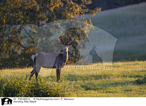 standing Altai Wapiti / PW-08813
