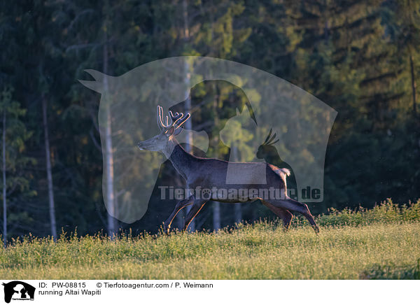 rennender Altai-Maral / running Altai Wapiti / PW-08815
