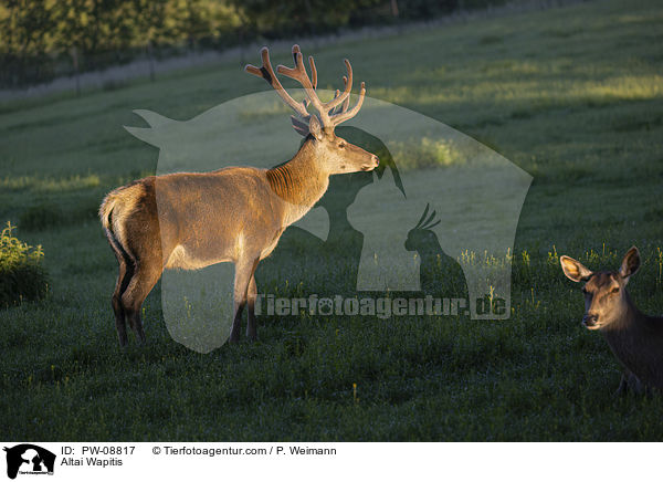 Altai-Marale / Altai Wapitis / PW-08817