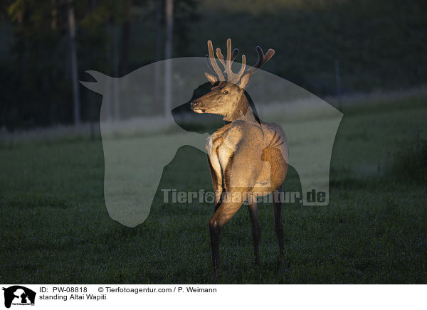 stehender Altai-Maral / standing Altai Wapiti / PW-08818