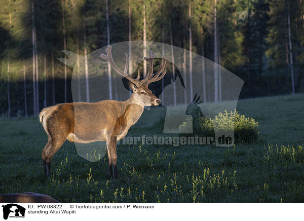 stehender Altai-Maral / standing Altai Wapiti / PW-08822