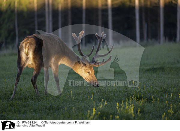stehender Altai-Maral / standing Altai Wapiti / PW-08824