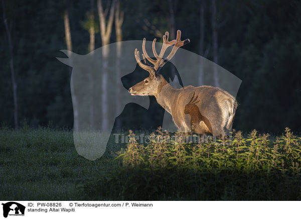 standing Altai Wapiti / PW-08826