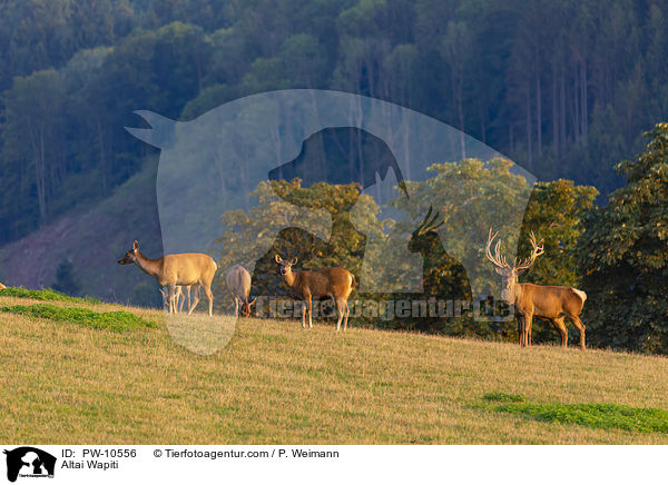 Altai-Maral / Altai Wapiti / PW-10556