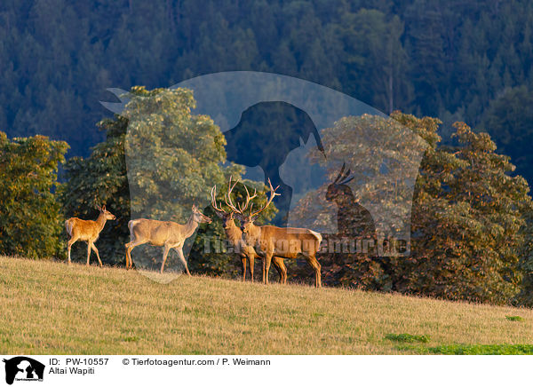 Altai-Maral / Altai Wapiti / PW-10557