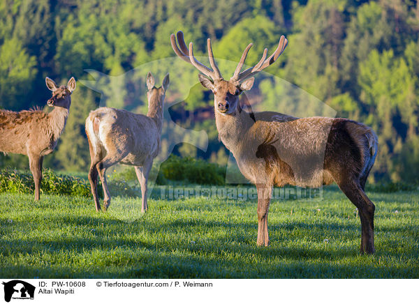 Altai-Maral / Altai Wapiti / PW-10608