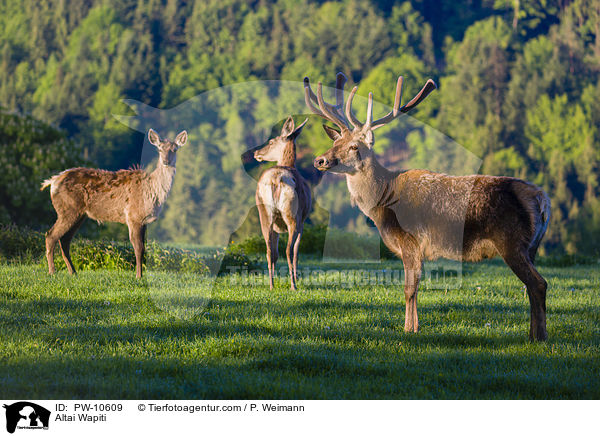 Altai-Maral / Altai Wapiti / PW-10609