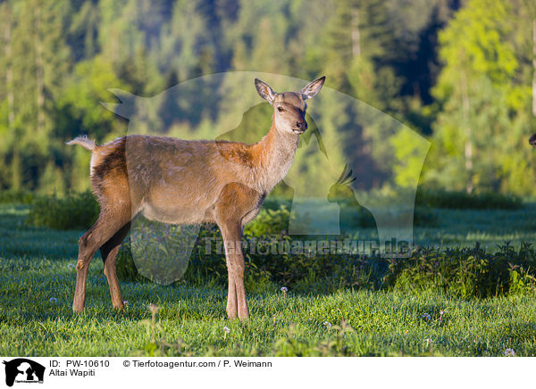 Altai-Maral / Altai Wapiti / PW-10610