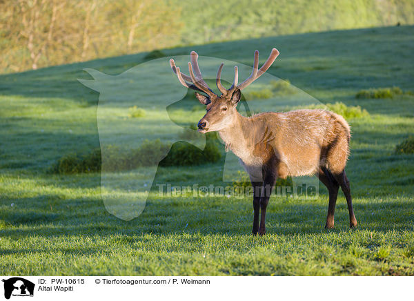Altai-Maral / Altai Wapiti / PW-10615