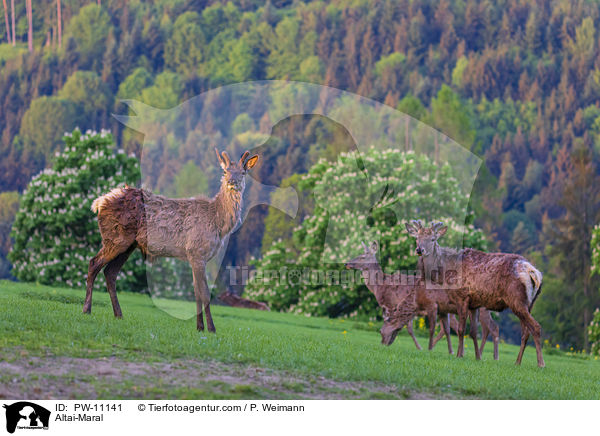 Altai-Maral / PW-11141