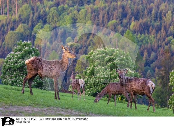 Altai-Maral / Altai-Maral / PW-11142