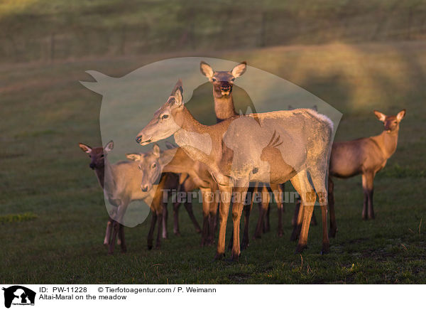 Altai-Maral auf der Wiese / Altai-Maral on the meadow / PW-11228