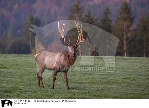 Altai-Maral, / PW-14412