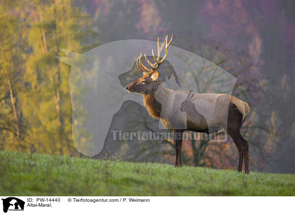 Altai-Maral / Altai-Maral, / PW-14440