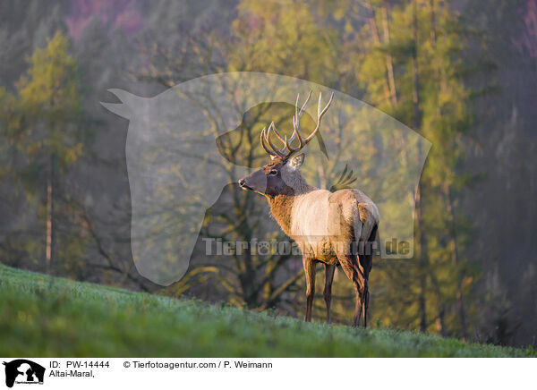 Altai-Maral / Altai-Maral, / PW-14444