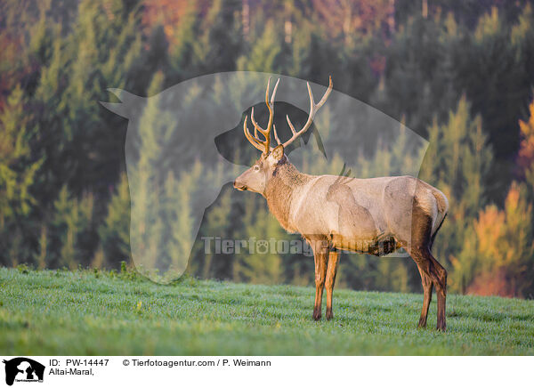 Altai-Maral / Altai-Maral, / PW-14447