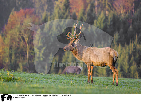 Altai-Maral / PW-14449
