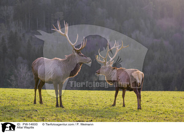 Altai-Marale / Altai Wapitis / PW-14600