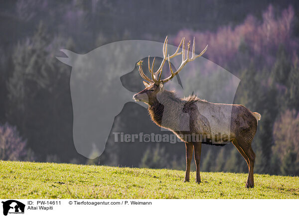 Altai-Maral / Altai Wapiti / PW-14611