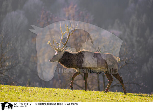 Altai-Maral / Altai Wapiti / PW-14612