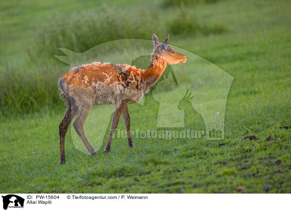 Altai-Maral / Altai Wapiti / PW-15604