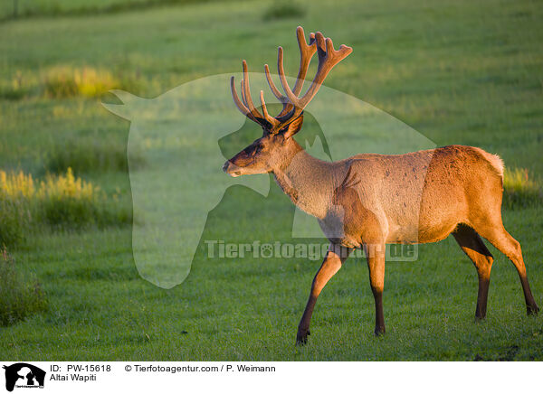 Altai-Maral / Altai Wapiti / PW-15618