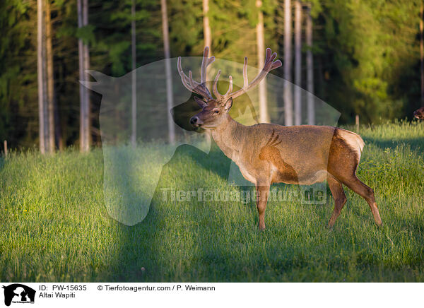 Altai Wapiti / PW-15635