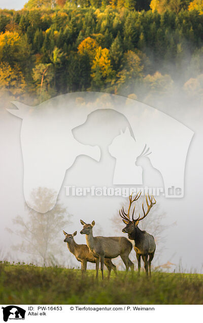 Altai elk / PW-16453