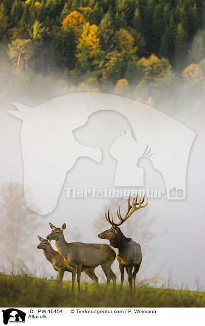 Altai-Maral / Altai elk / PW-16454