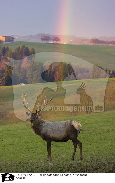 Altai-Maral / Altai elk / PW-17200