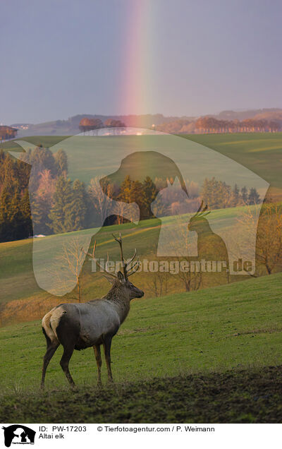 Altai-Maral / Altai elk / PW-17203