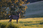 standing Altai Wapiti