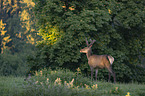 standing Altai Wapiti