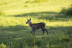 walking Altai Wapiti