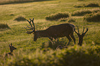 Altai Wapitis