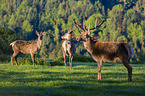 Altai Wapiti