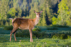 Altai Wapiti