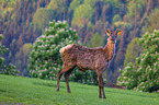 Altai-Maral