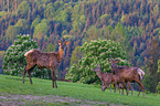 Altai-Maral