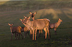 Altai-Maral on the meadow