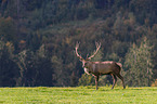 Altai-Maral on the meadow